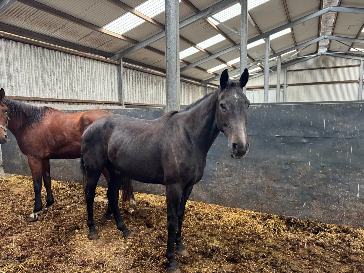 Sports horse gelding 4 year old - Image 2