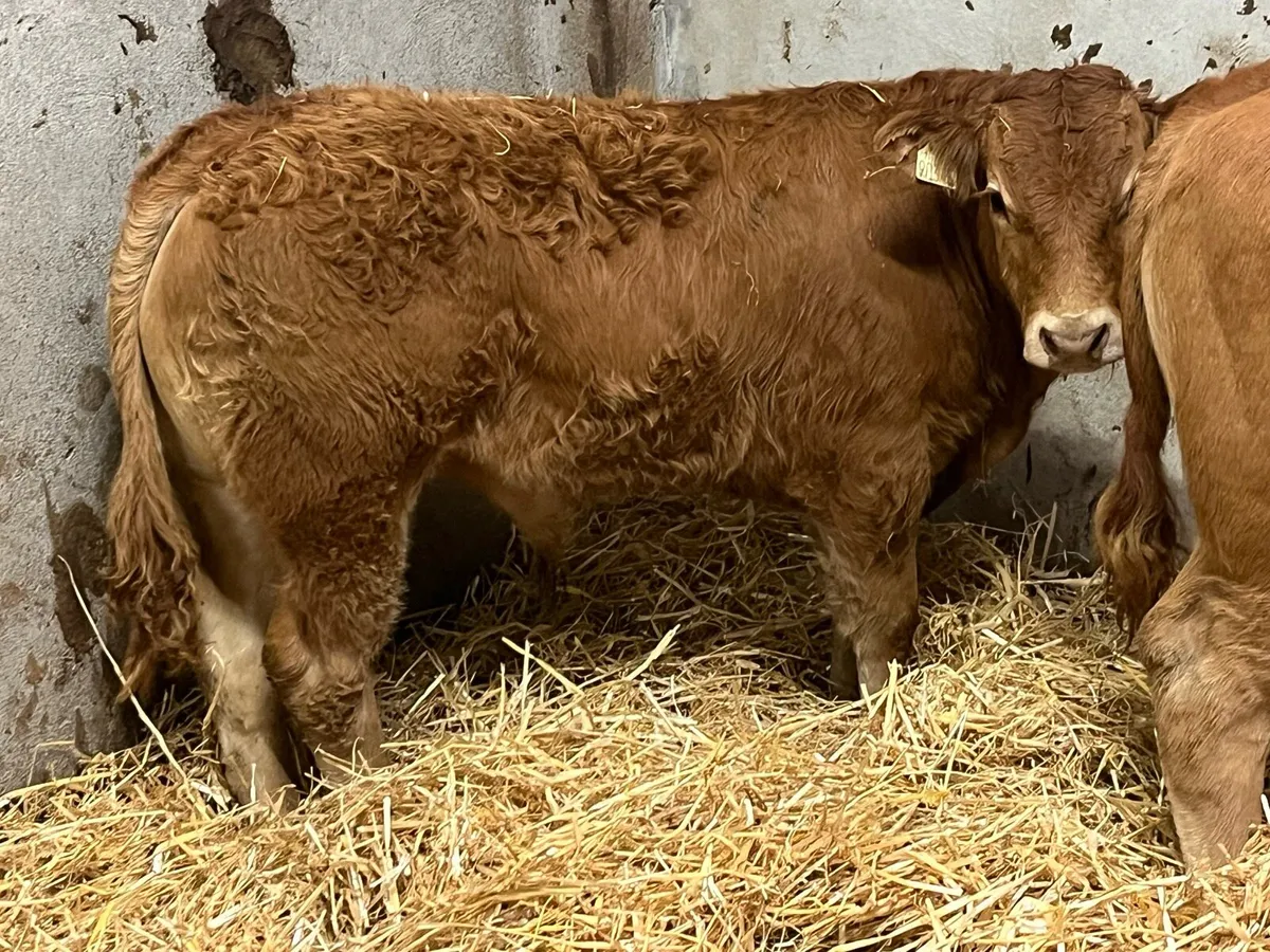 SUCKLER BRED CHX LMX BULL WEANLINGS - Image 2