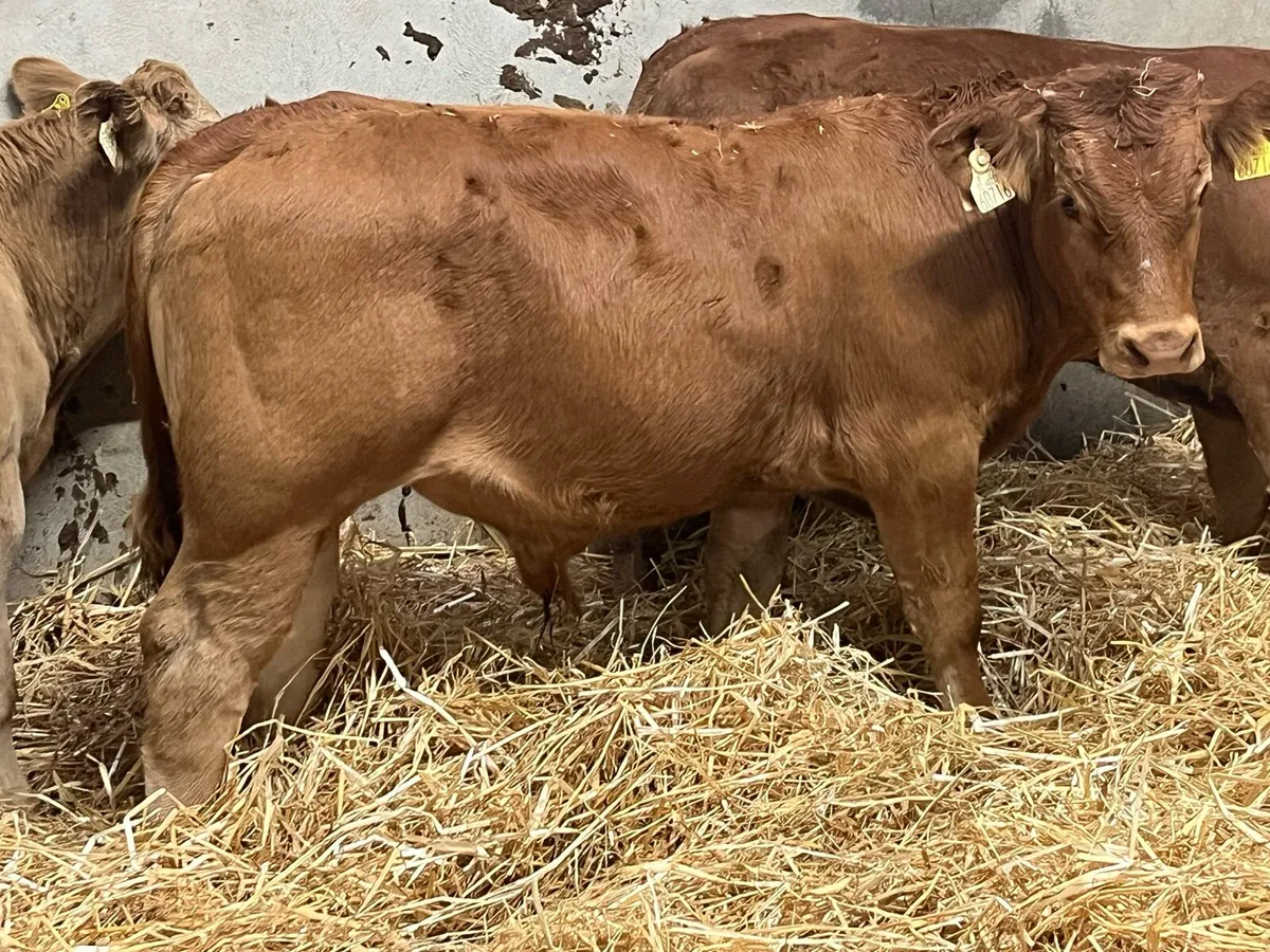 SUCKLER BRED CHX LMX BULL WEANLINGS - Image 3