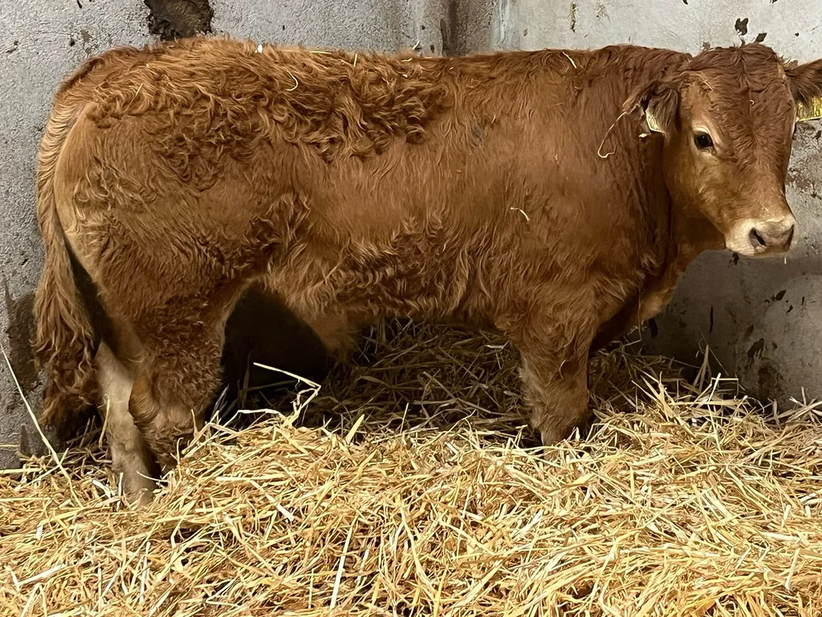 SUCKLER BRED CHX LMX BULL WEANLINGS - Image 4