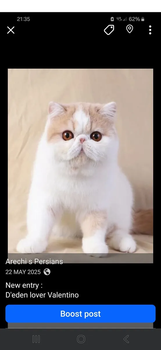 Cats - Image 1