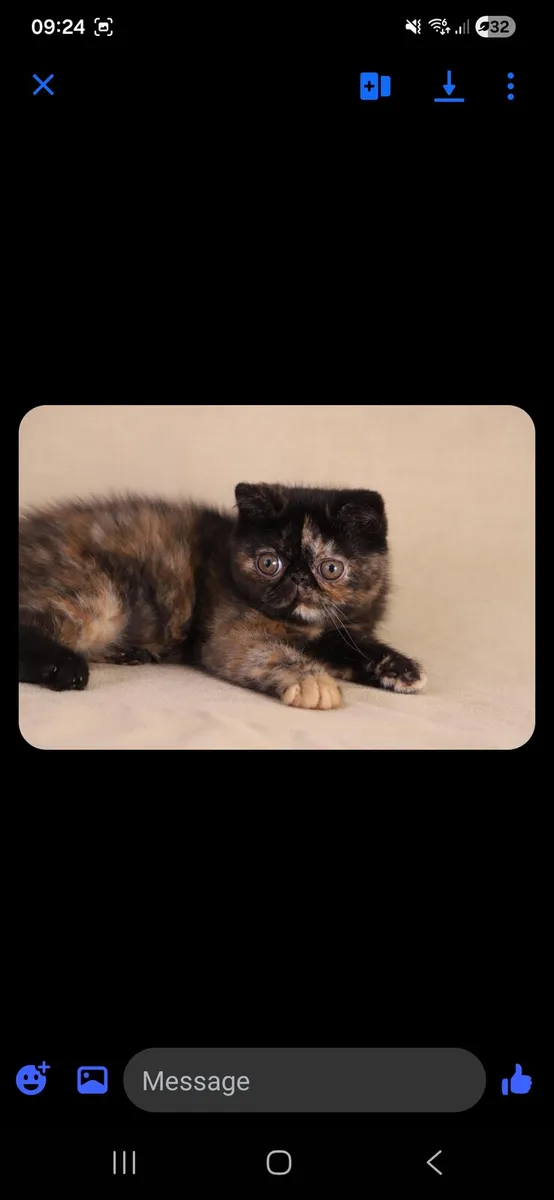 Cats - Image 2