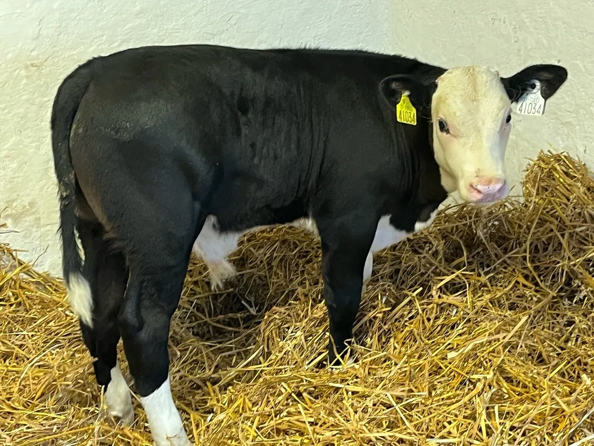 Calfs to Suck Cow - Image 3