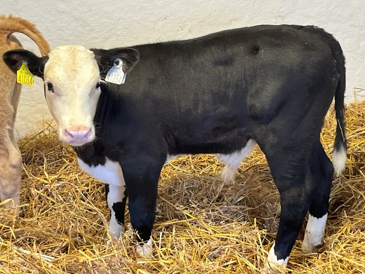 Calfs to Suck Cow - Image 4