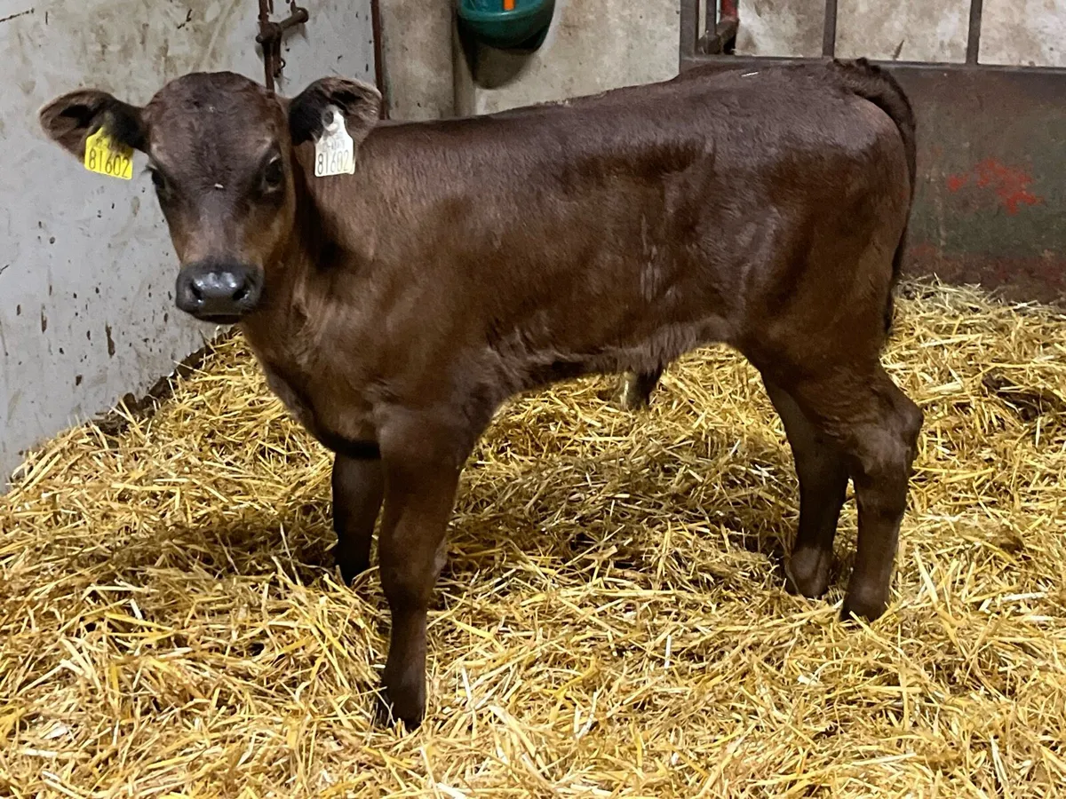 Calfs to Suck Cow - Image 2