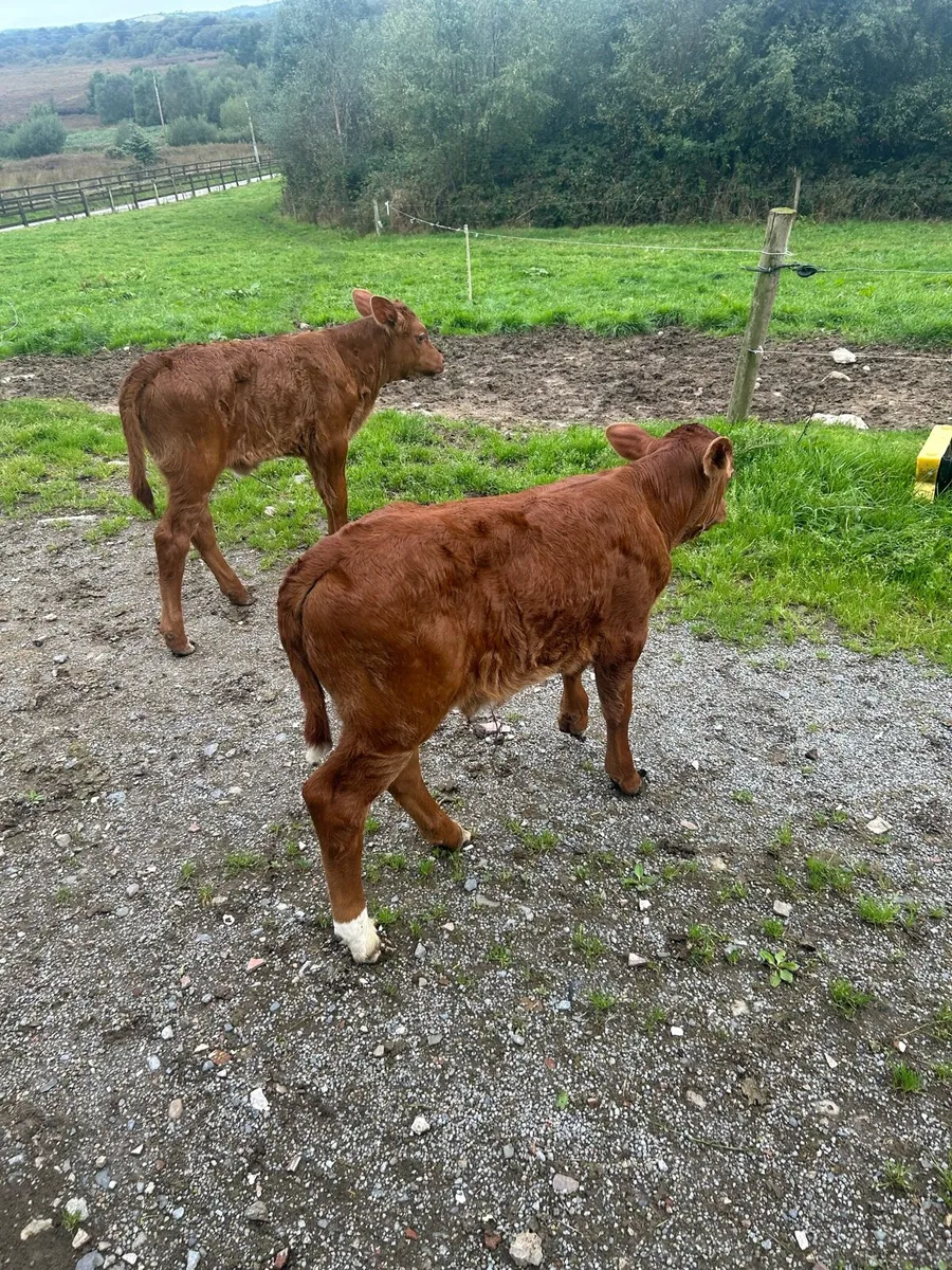 Cows with calves - Image 1
