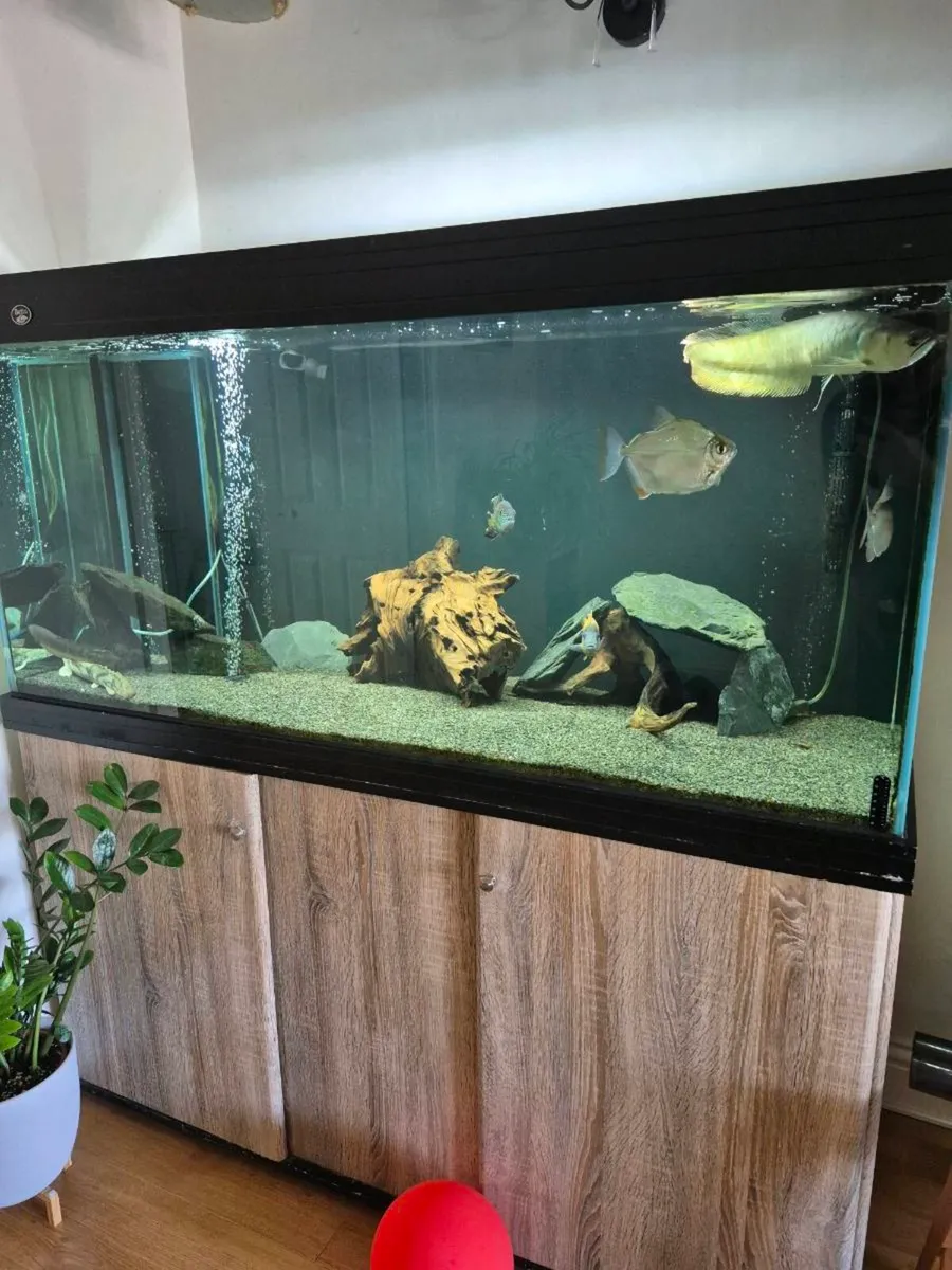 AQUARIUM AND ALL EQUIPMENT - Image 1
