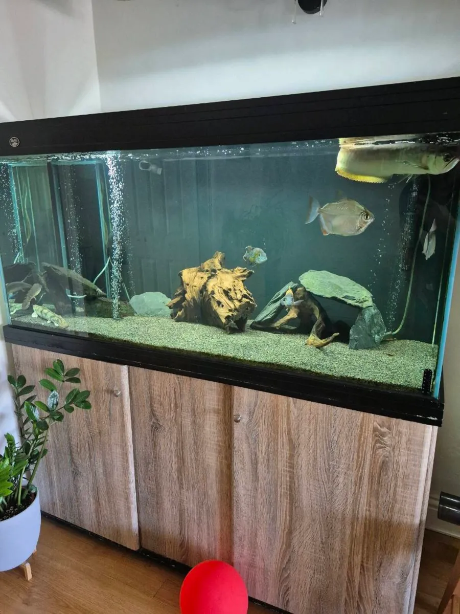AQUARIUM AND ALL EQUIPMENT - Image 2