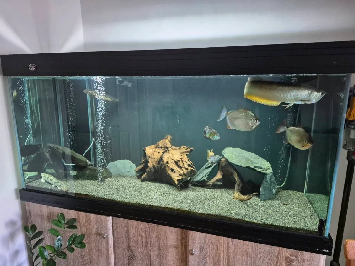 AQUARIUM AND ALL EQUIPMENT - Image 3