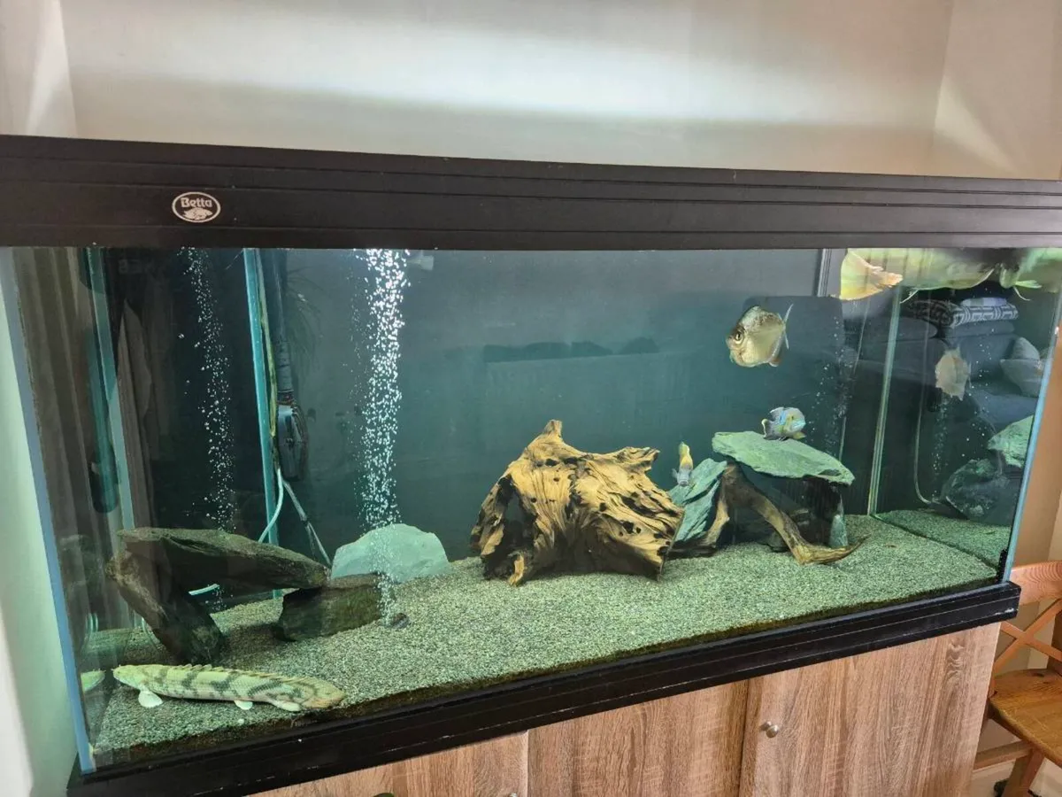 AQUARIUM AND ALL EQUIPMENT - Image 4