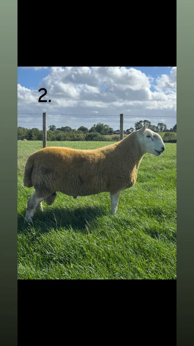 NCC Shearling Rams - Image 2