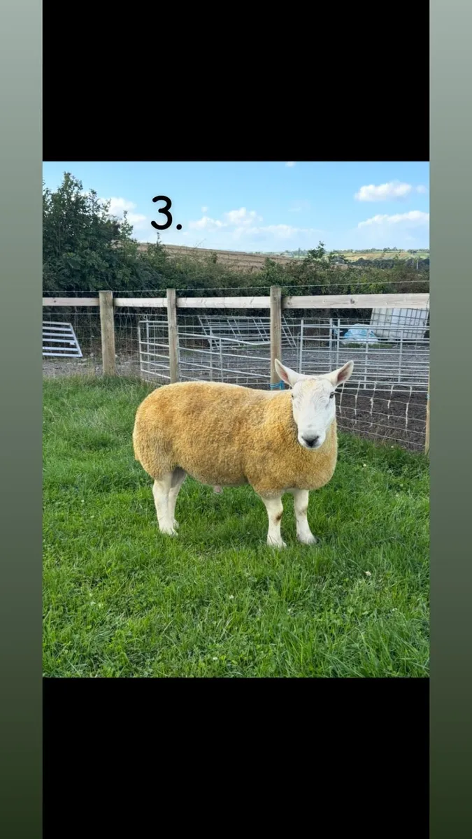 NCC Shearling Rams - Image 3