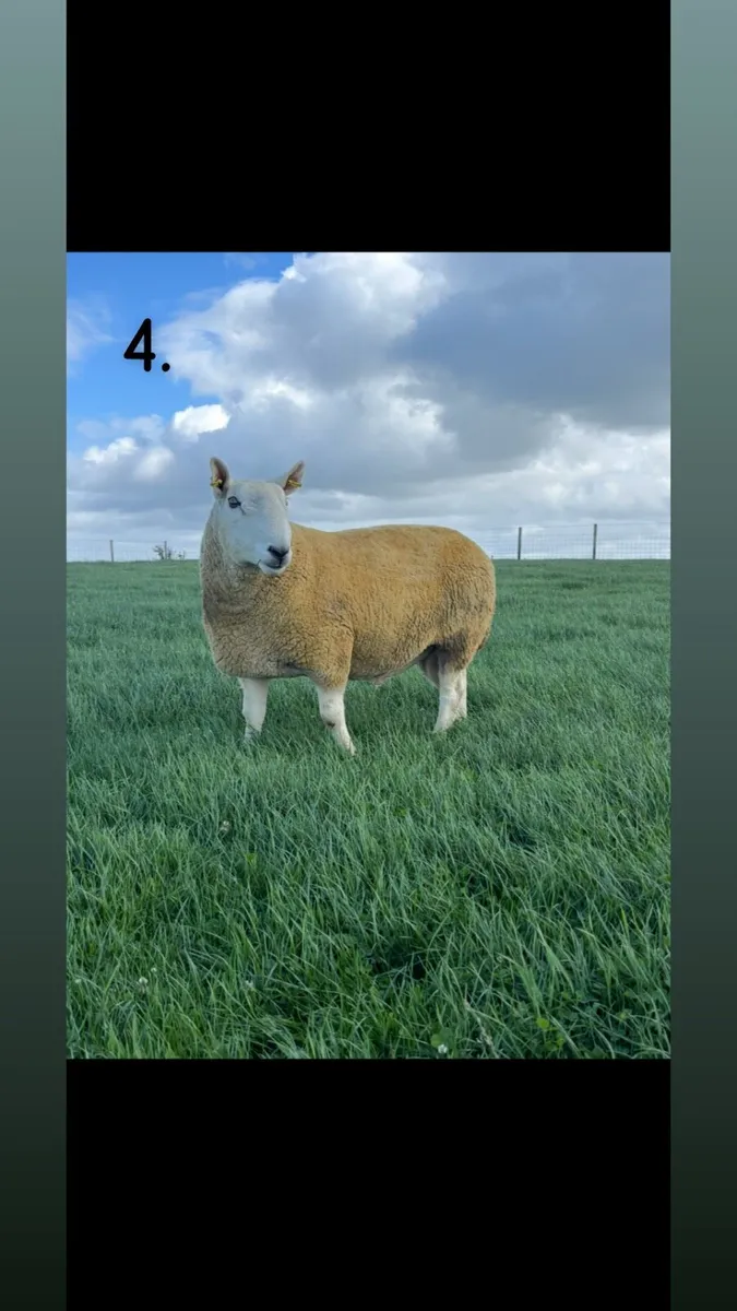NCC Shearling Rams - Image 4