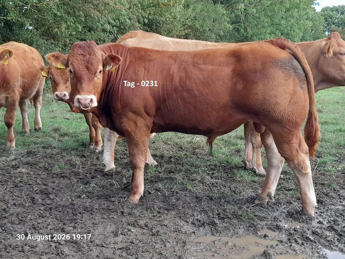 ⭐⭐⭐⭐⭐ Limousin Bulls⭐⭐⭐⭐⭐ - Image 1
