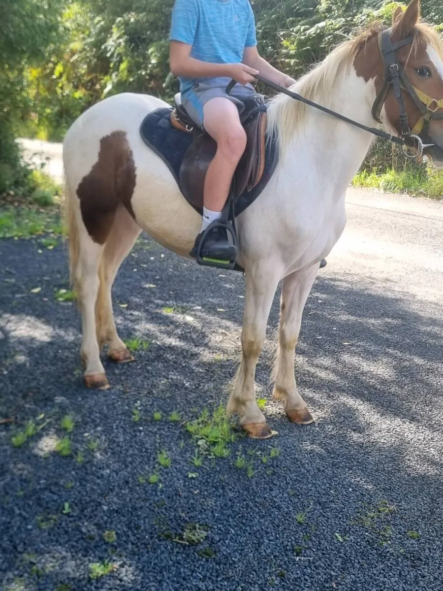 Horse - Image 1