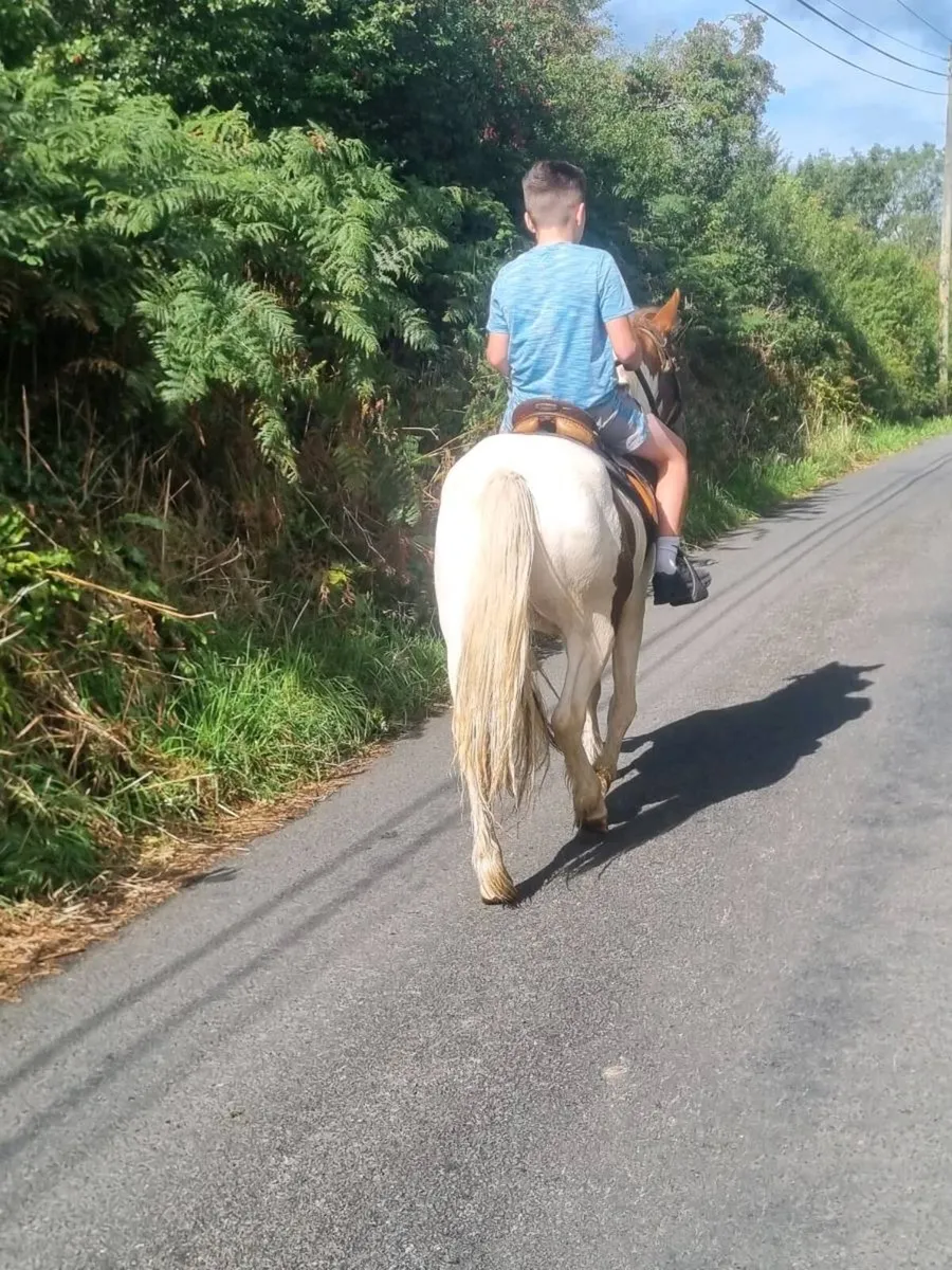 Horse - Image 2