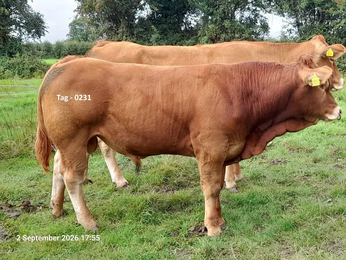 ⭐⭐⭐⭐⭐ Limousin Bulls⭐⭐⭐⭐⭐ - Image 3