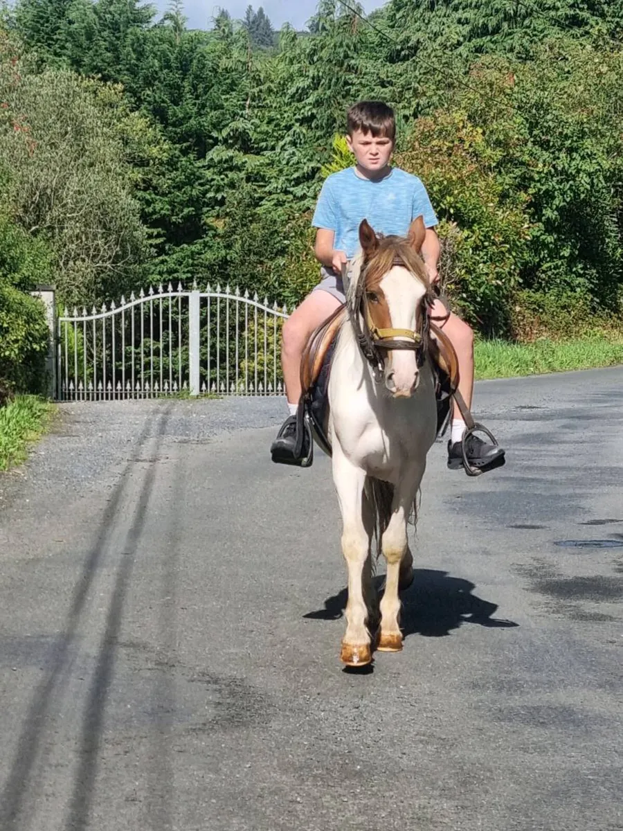 Horse - Image 3