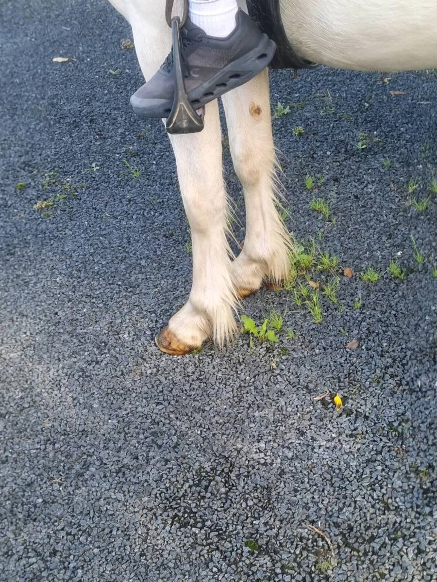 Horse - Image 4