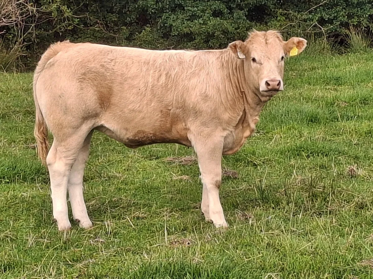 Weanlings Balla -Tues 8th Sept - Image 3