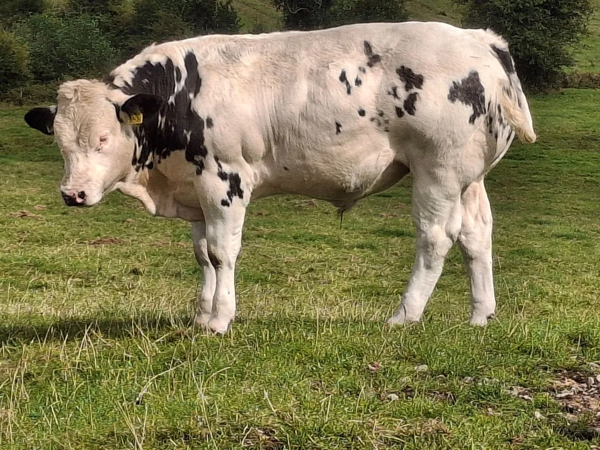 Weanlings Balla -Tues 8th Sept - Image 4