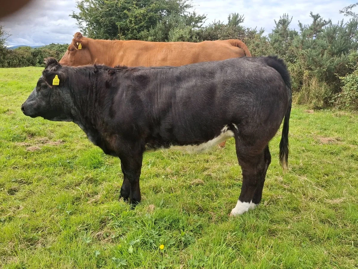 Weanlings Balla -Tues 8th Sept - Image 2