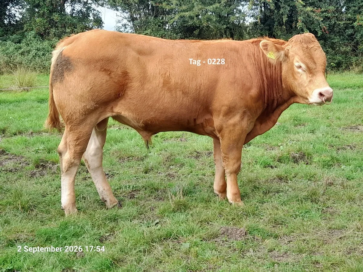 ⭐⭐⭐⭐⭐ Limousin Bulls⭐⭐⭐⭐⭐ - Image 4