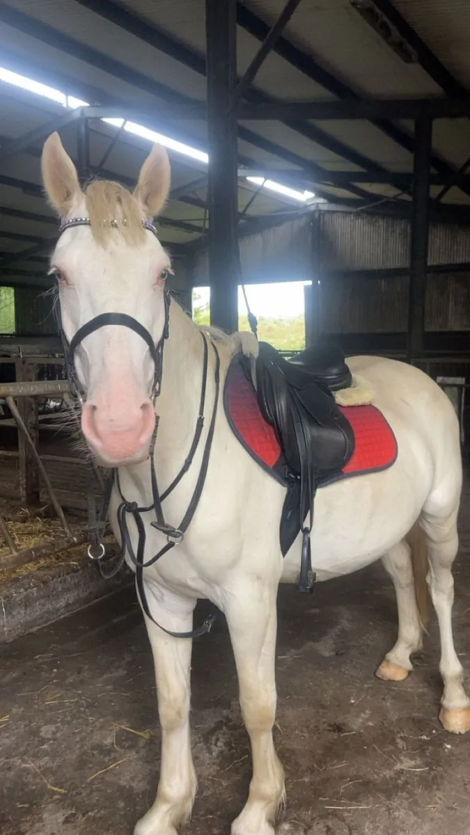 148cm Pony - Image 2