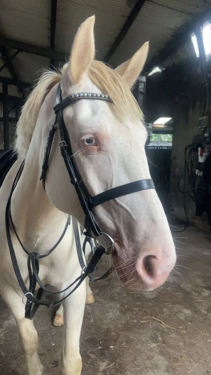 148cm Pony - Image 1