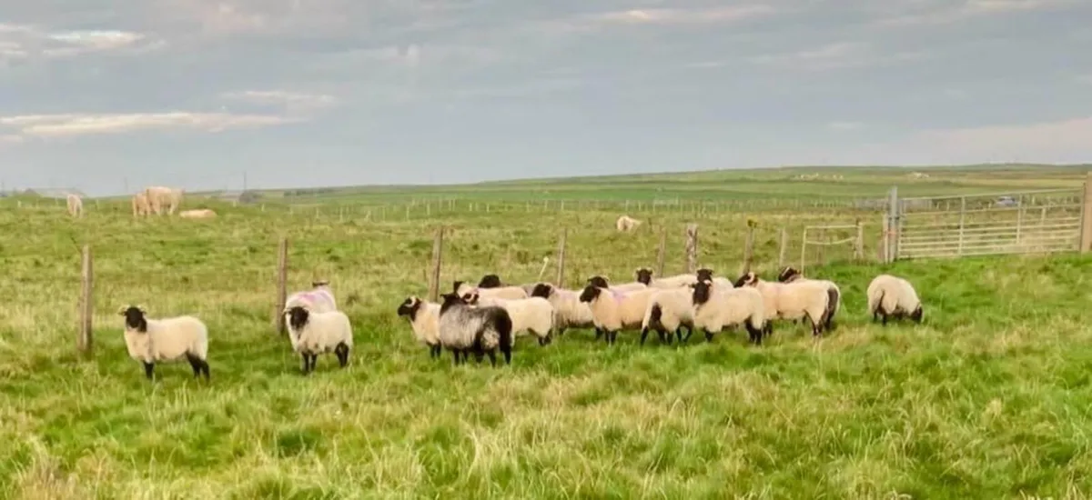 Mayo blackface hoggets - Image 1