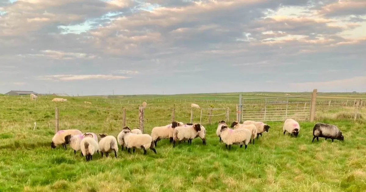 Mayo blackface hoggets - Image 2