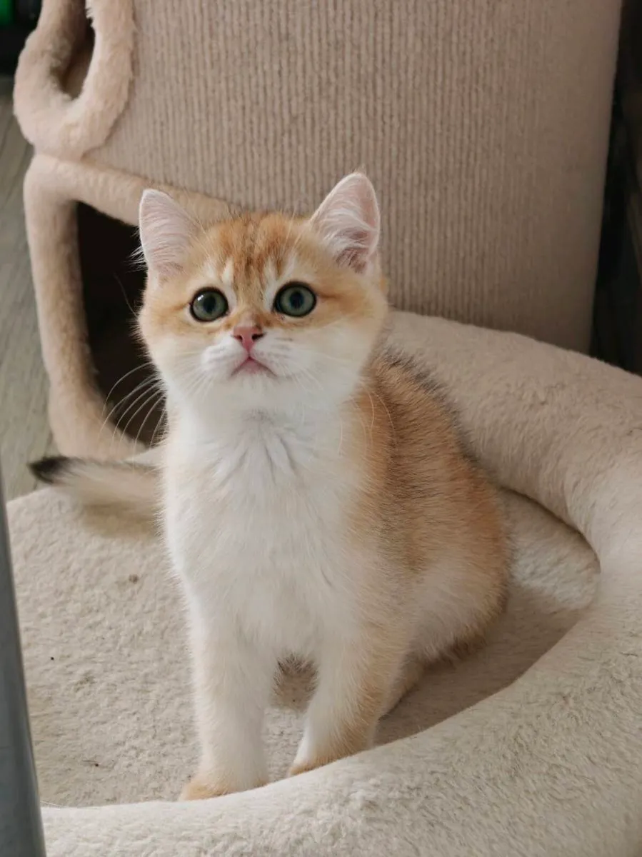 British Short hair kittens - Image 1