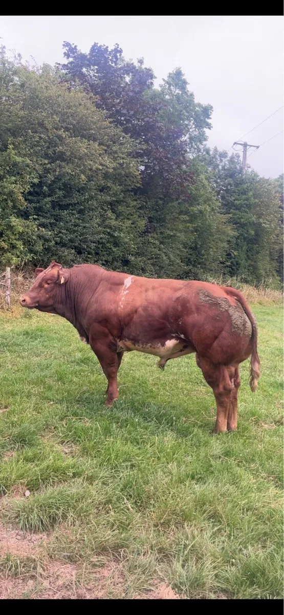 BB4438 Hybrid Blue Bull - Image 1