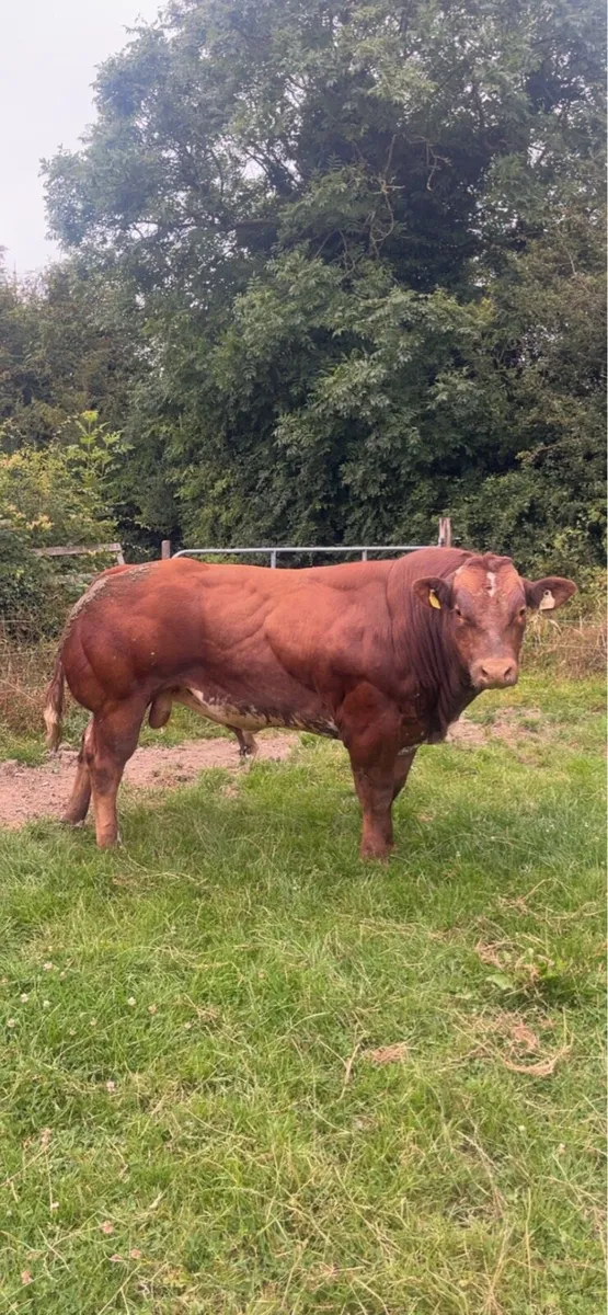 BB4438 Hybrid Blue Bull - Image 2