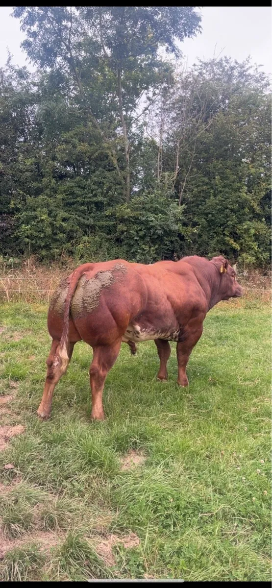 BB4438 Hybrid Blue Bull - Image 3