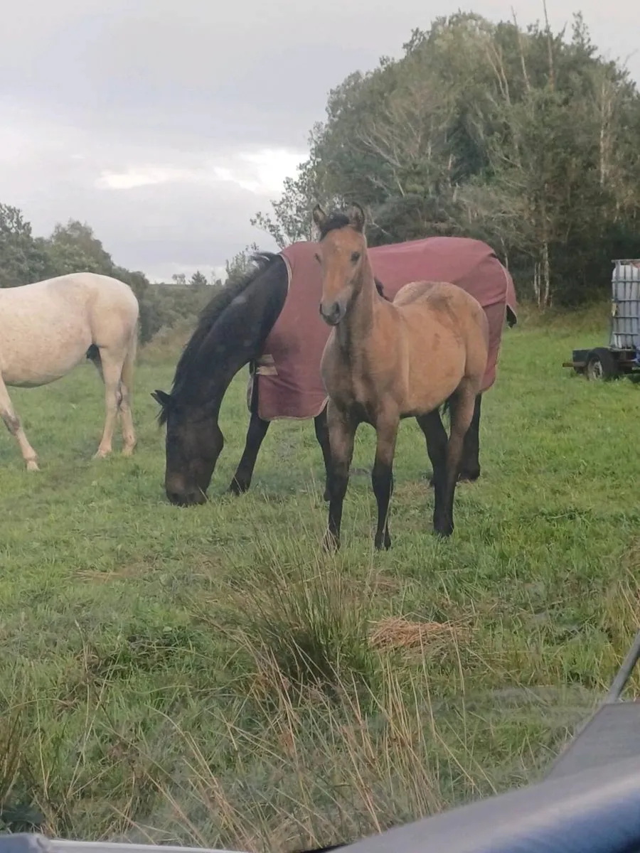Stunning 2026 Derryveeney Cruise Filly - Image 2