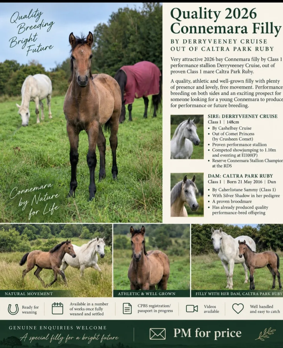 Stunning 2026 Derryveeney Cruise Filly - Image 1