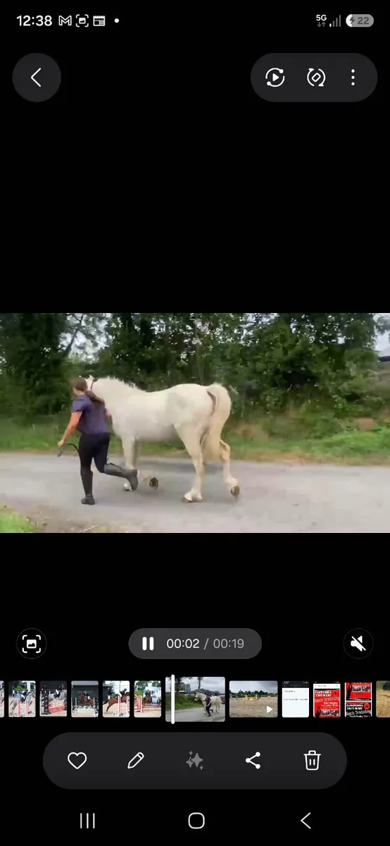 148cm Pony - Image 3