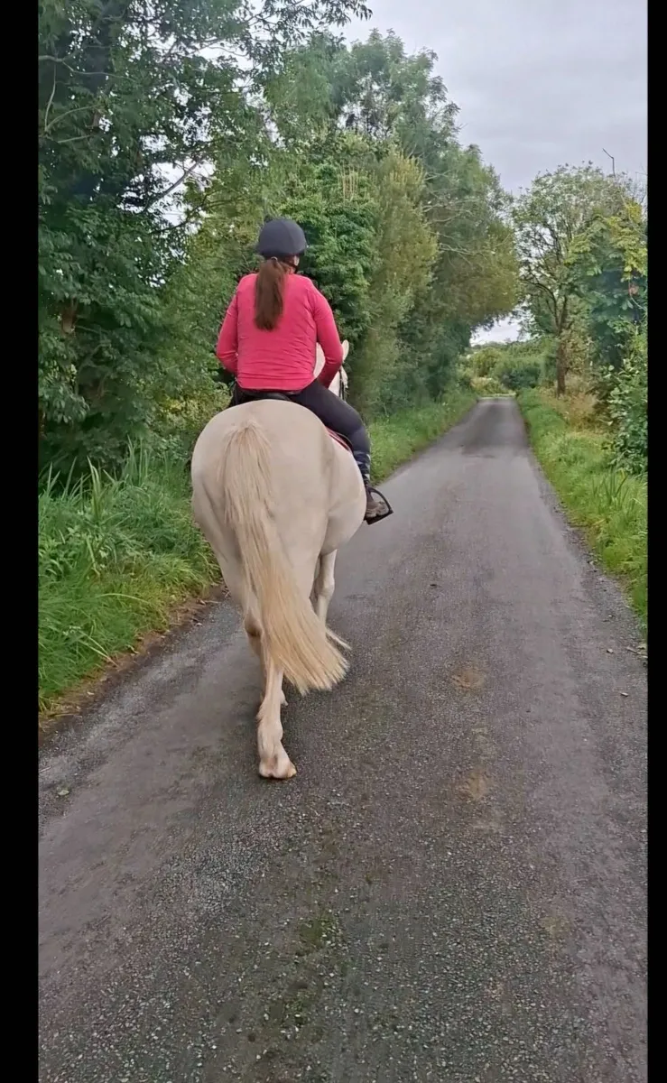 148cm Pony - Image 4
