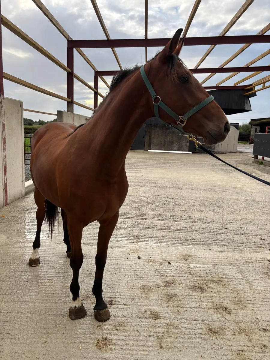 Vittorio Filly - Image 4