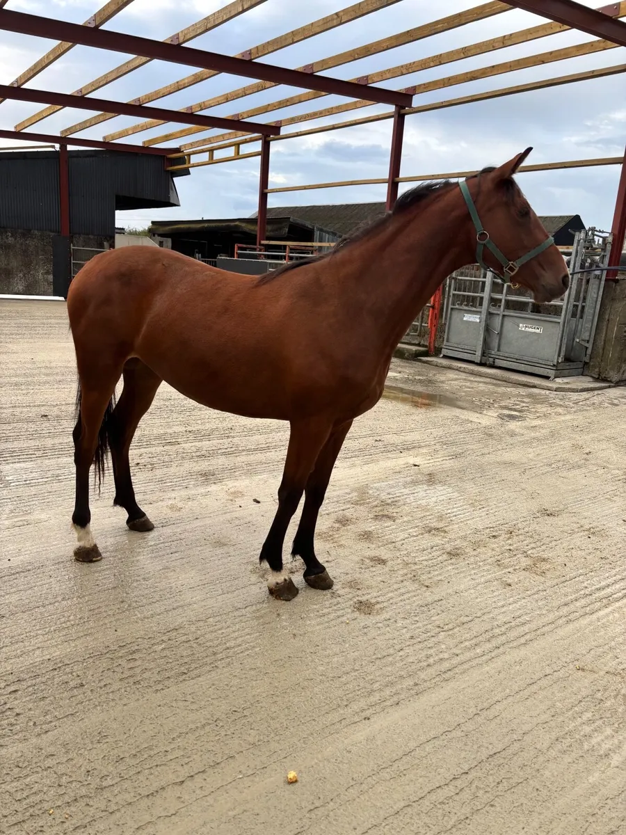 Vittorio Filly - Image 1