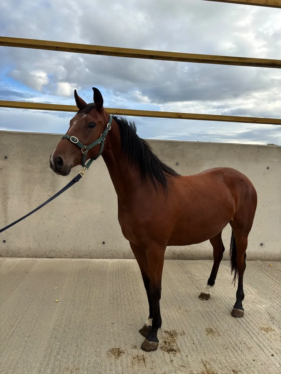 Vittorio Filly - Image 2