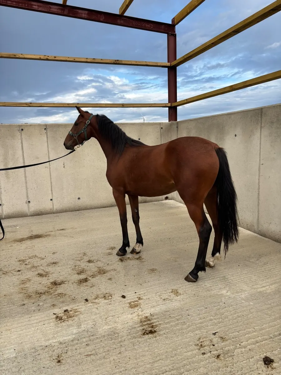 Vittorio Filly - Image 3