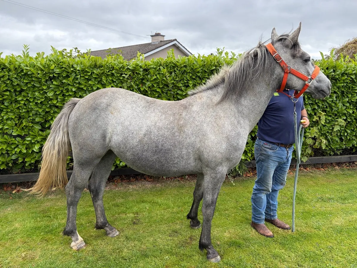 Connemara filly - Image 1