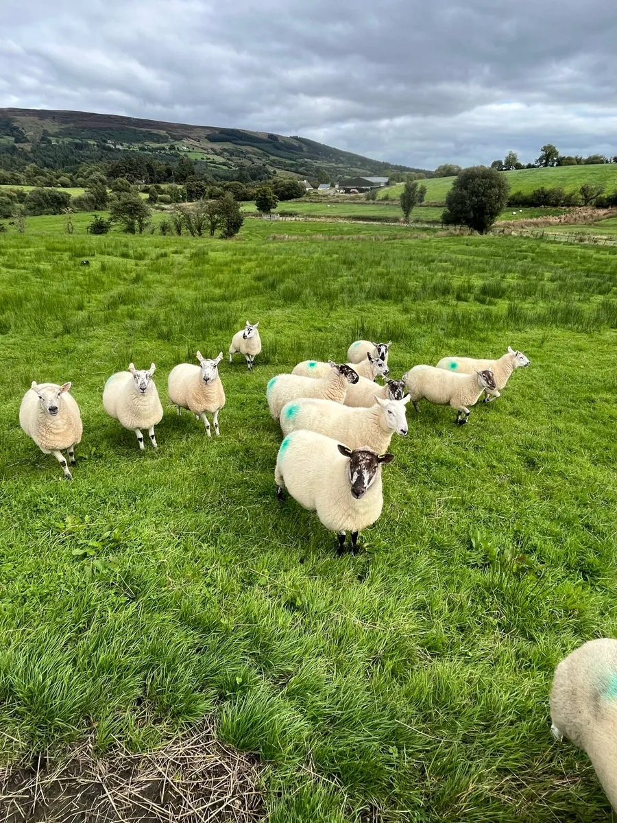 Hoggets - Image 1