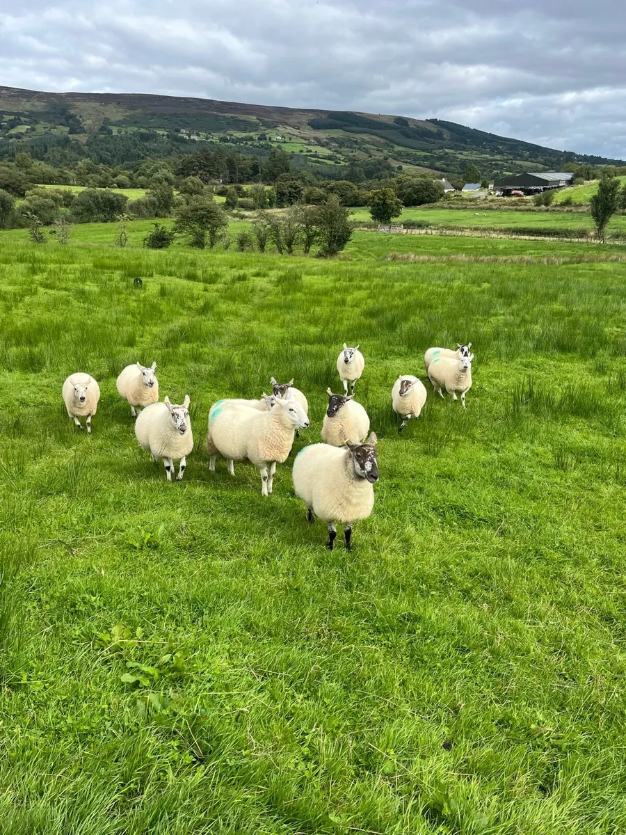 Hoggets - Image 2