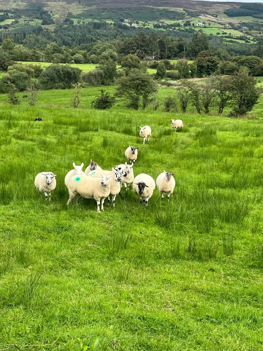 Hoggets - Image 3