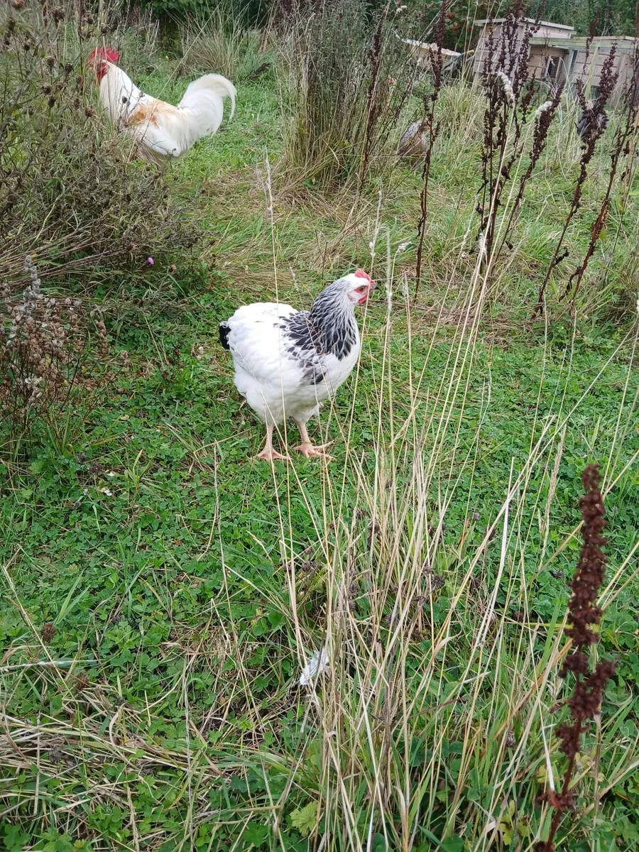 Young roosters - Image 1