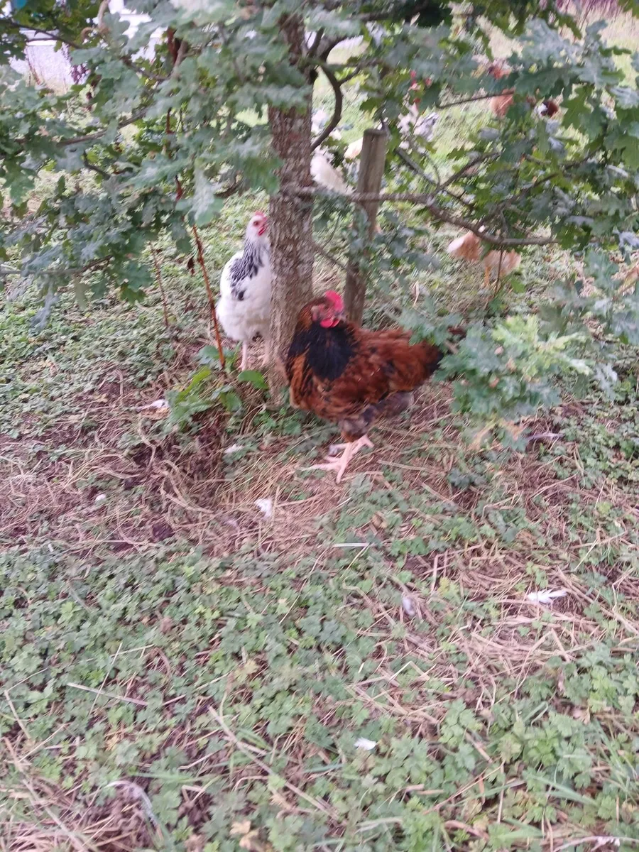Young roosters - Image 2