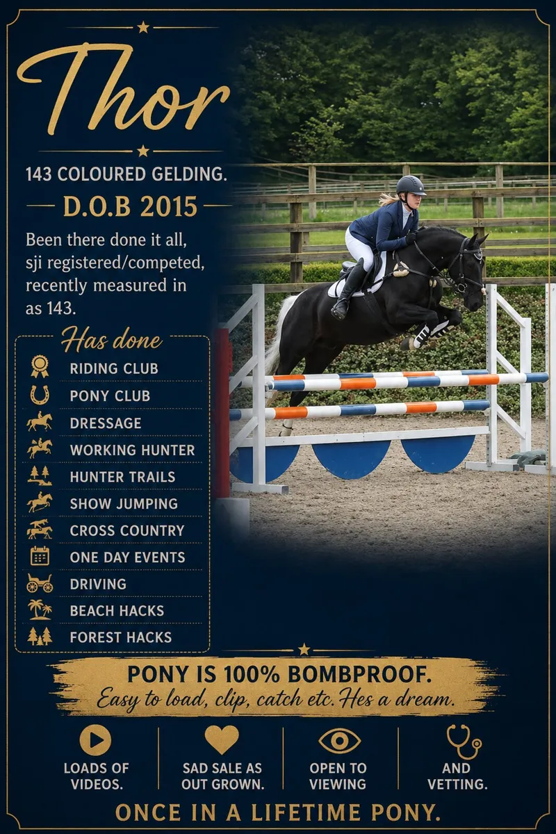 143, coloured gelding - Image 1